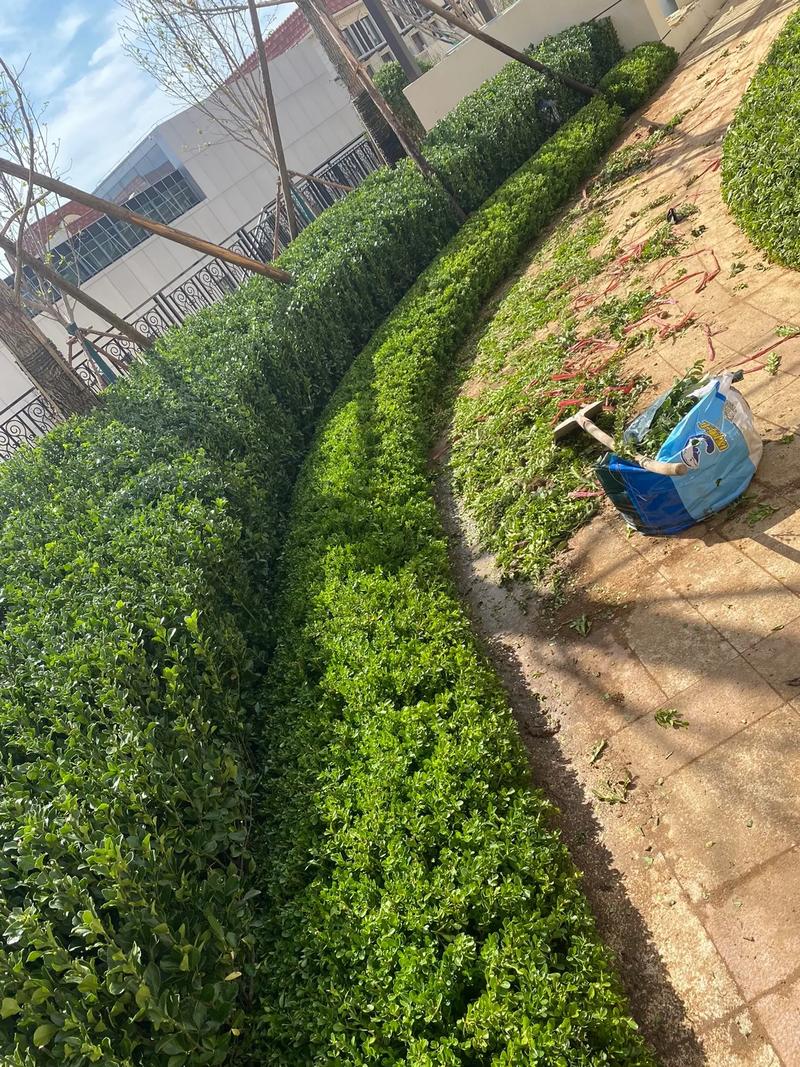 小區里的春夏，藏在園林綠化的故事里